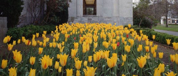 picture of yellow tulip bed in front of mausoleum